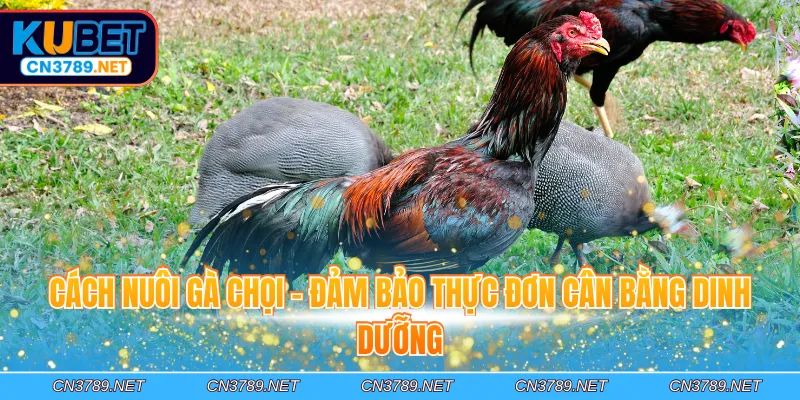 Cách nuôi gà chọi - Đảm bảo thực đơn cân bằng dinh dưỡng