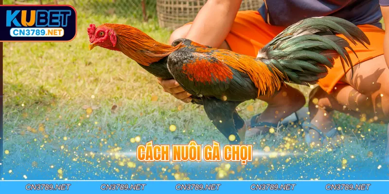 Cách nuôi gà chọi