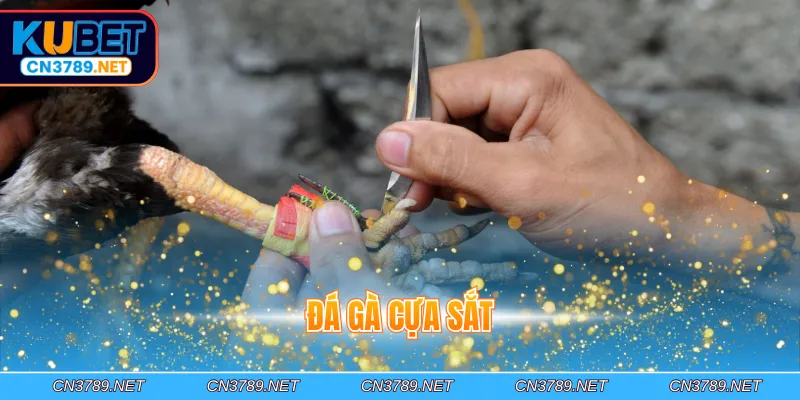 Đá gà cựa sắt