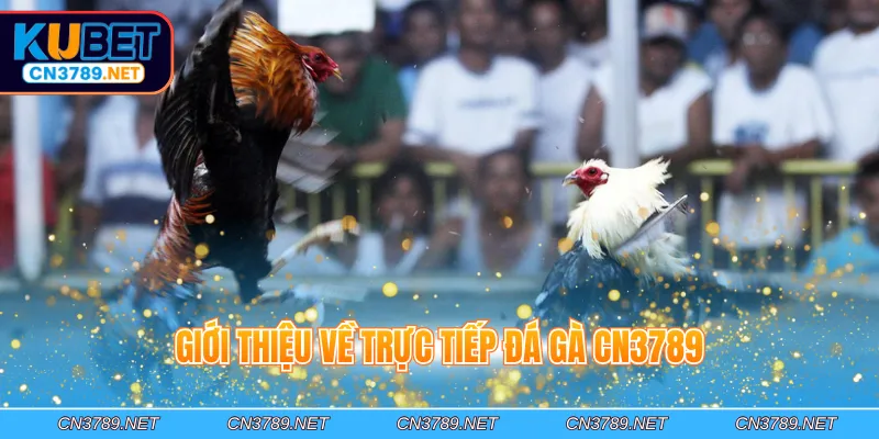 Giới thiệu về trực tiếp đá gà CN3789
