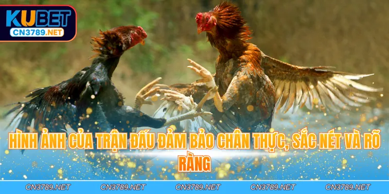Hình ảnh của trận đấu đảm bảo chân thực, sắc nét và rõ ràng