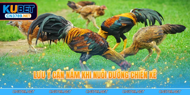Lưu ý cần nắm khi nuôi dưỡng chiến kê