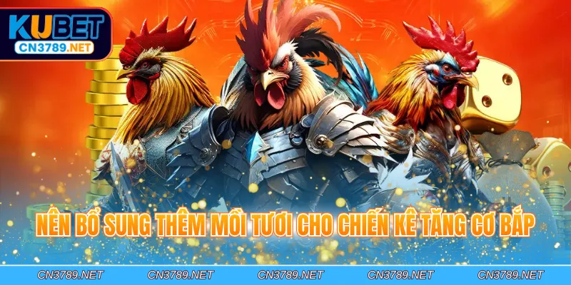 Nên bổ sung thêm mồi tươi cho chiến kê tăng cơ bắp