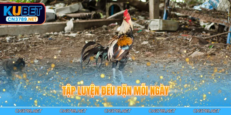 Tập luyện đều đặn mỗi ngày