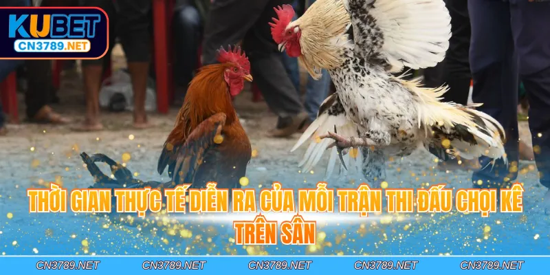 Thời gian thực tế diễn ra của mỗi trận thi đấu chọi kê trên sân